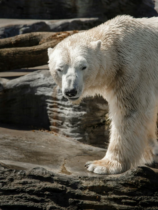 a polar bear walking on some large rocks