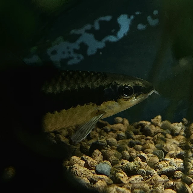 a small fish is looking into its tank
