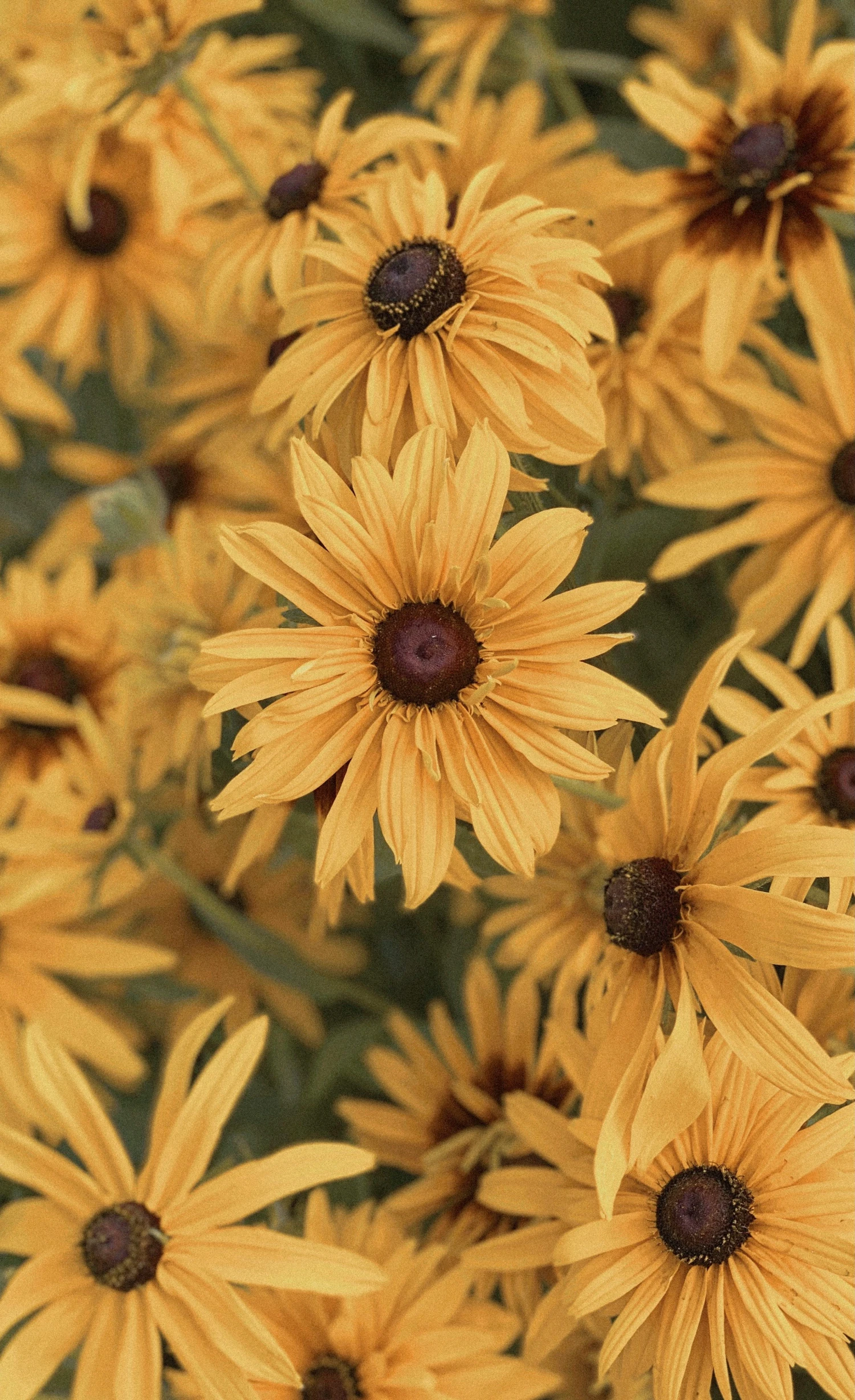 a large group of yellow sunflowers blooming in the field