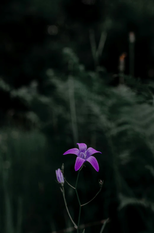 a single purple flower blooming out of the ground