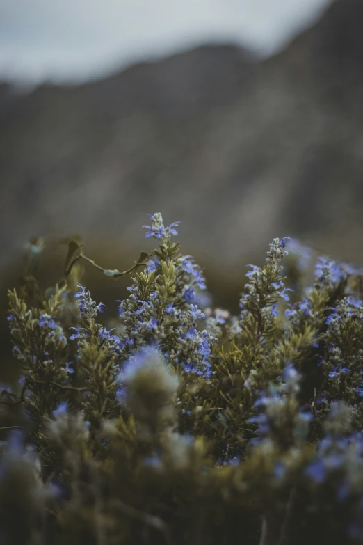 a close up image of some flowers in bloom