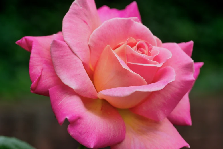 a pink rose bloomed in full flower