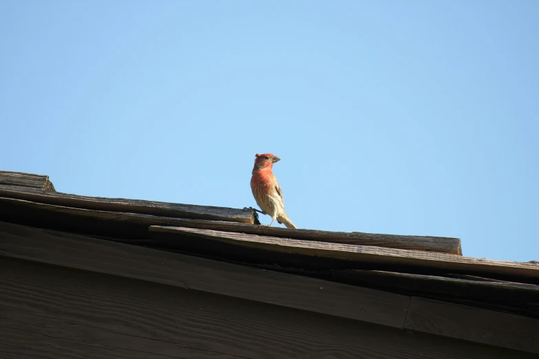 a bird sitting on the edge of a building