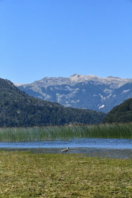 a white bird is standing in the grass