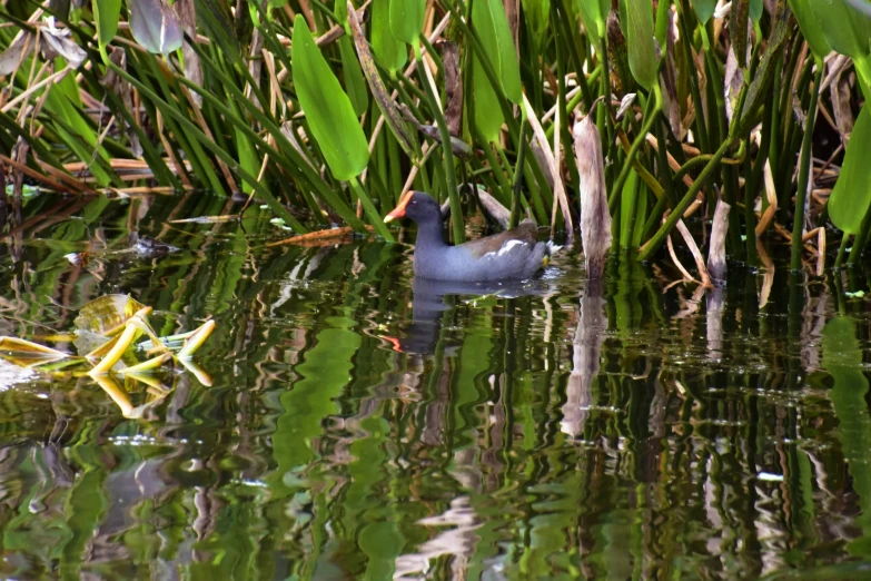 a duck floating in the water next to trees and grass