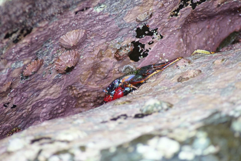 a small colorful insect in the bottom of a rock