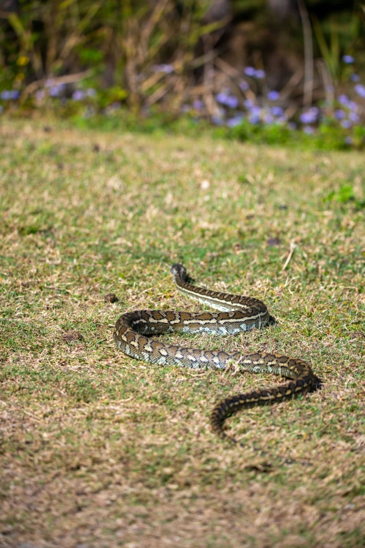 snake in the grass with a small object nearby