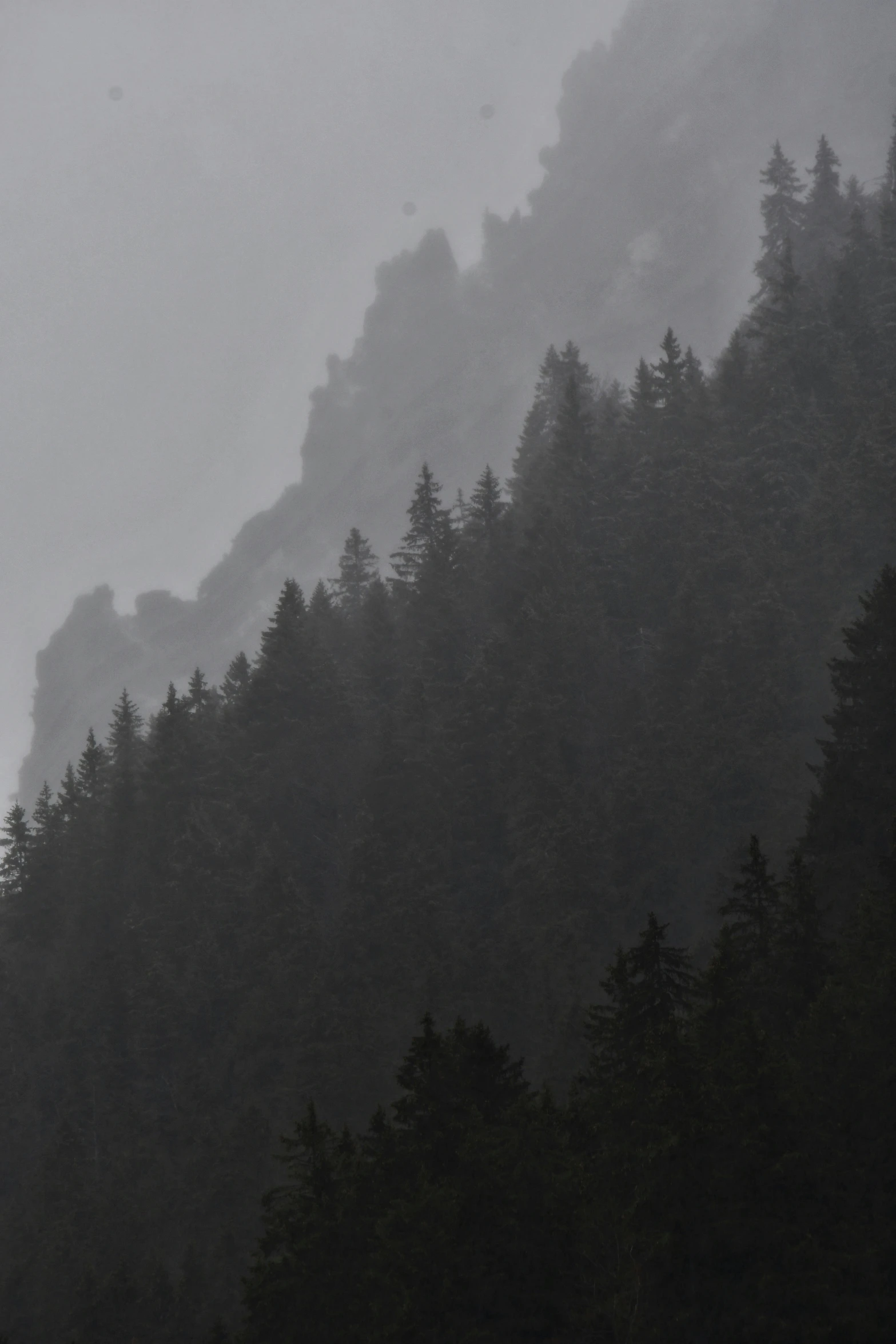 a foggy day shows a mountain covered in fog and evergreen trees