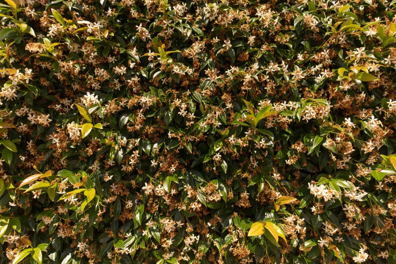 leaves and flowers are spread across the wall