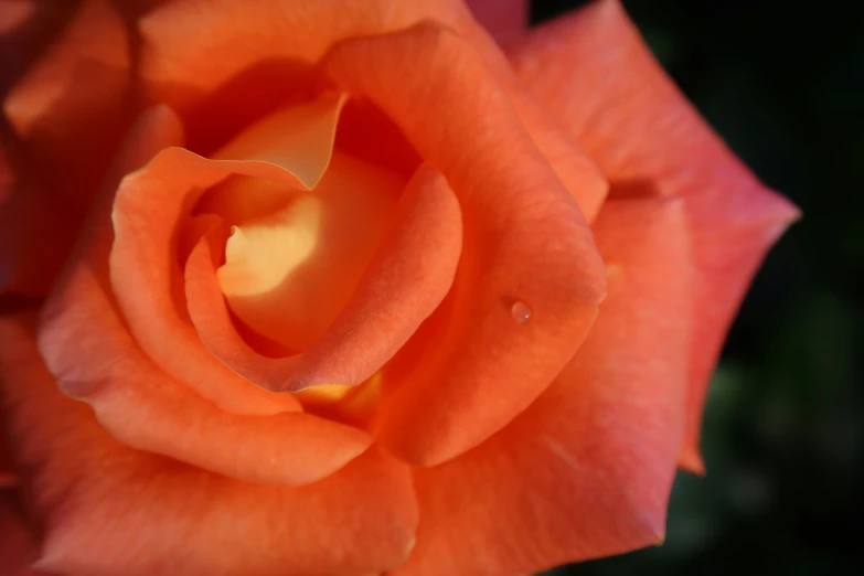 an orange rose with white stamens and a green background