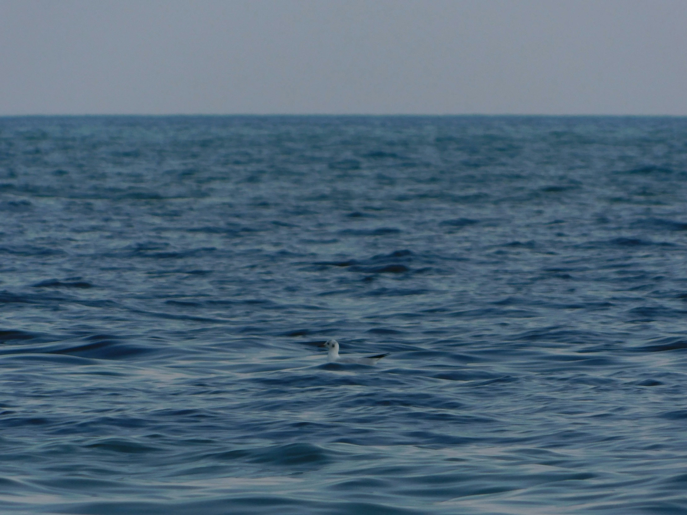 the water is wavy and blue while it is not clear