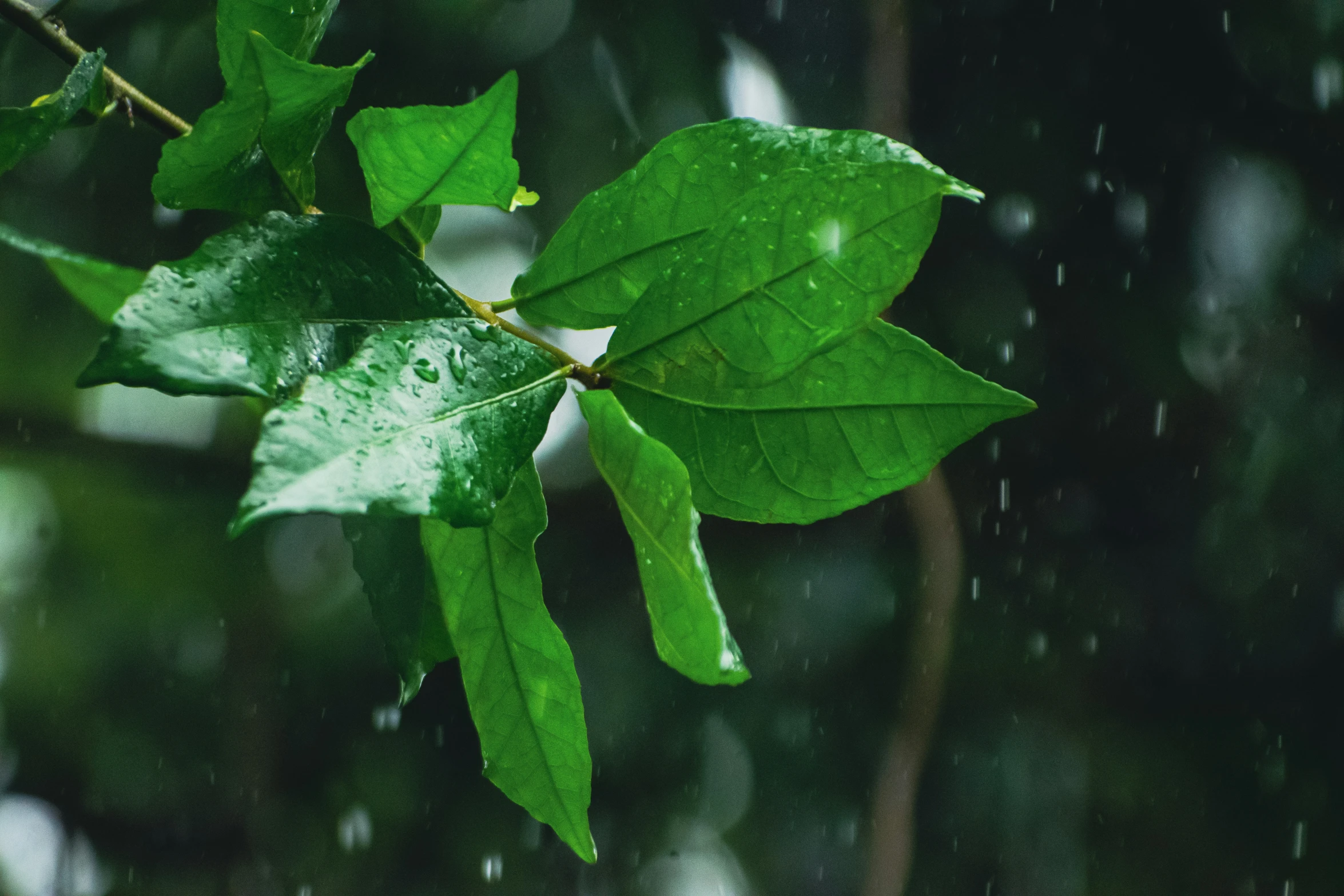 a tree that is outside in the rain