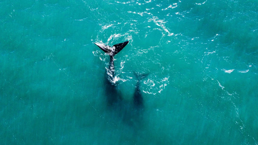 an aerial view of a lone surfer riding a board