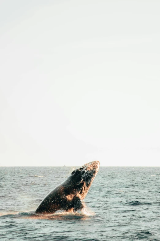 a humpback whale is diving out of the ocean