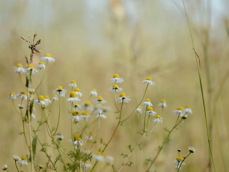 some white and yellow flowers are in a field