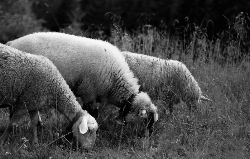 black and white image of three sheep grazing