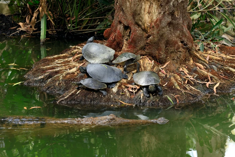 turtles on the edge of a pool with grass all around