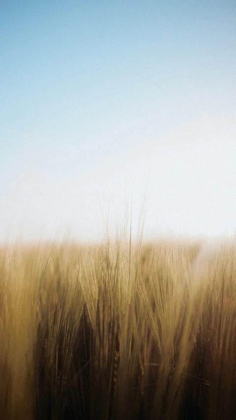 wheat is shown on a clear day in the desert