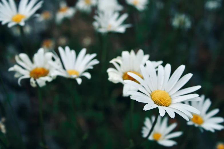 many white daisies are growing together in the grass