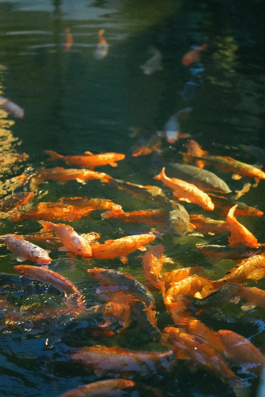 a group of fish swimming in a pond