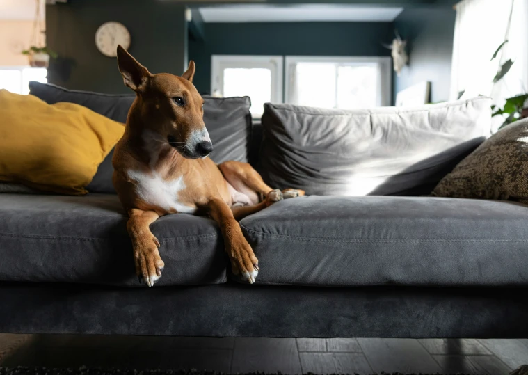 a brown and white dog sitting on top of a gray couch