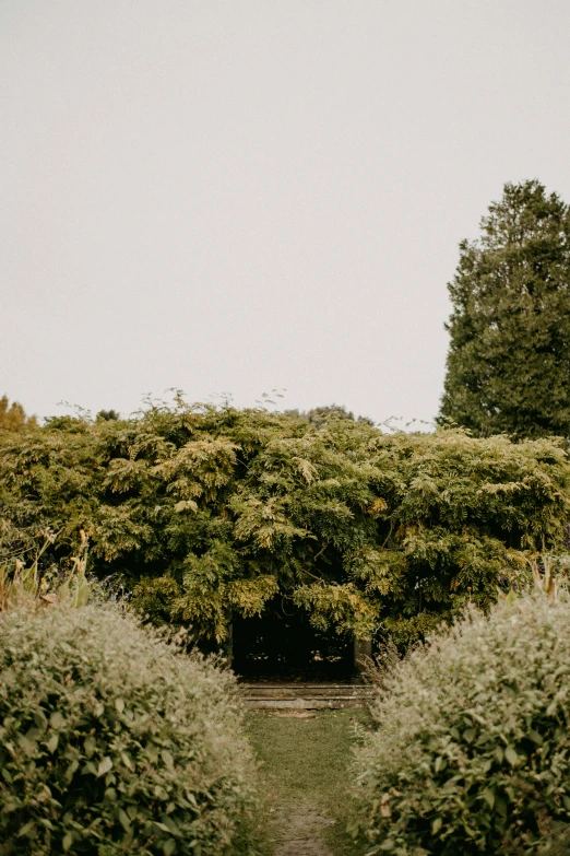 some bushes on a walkway and trees