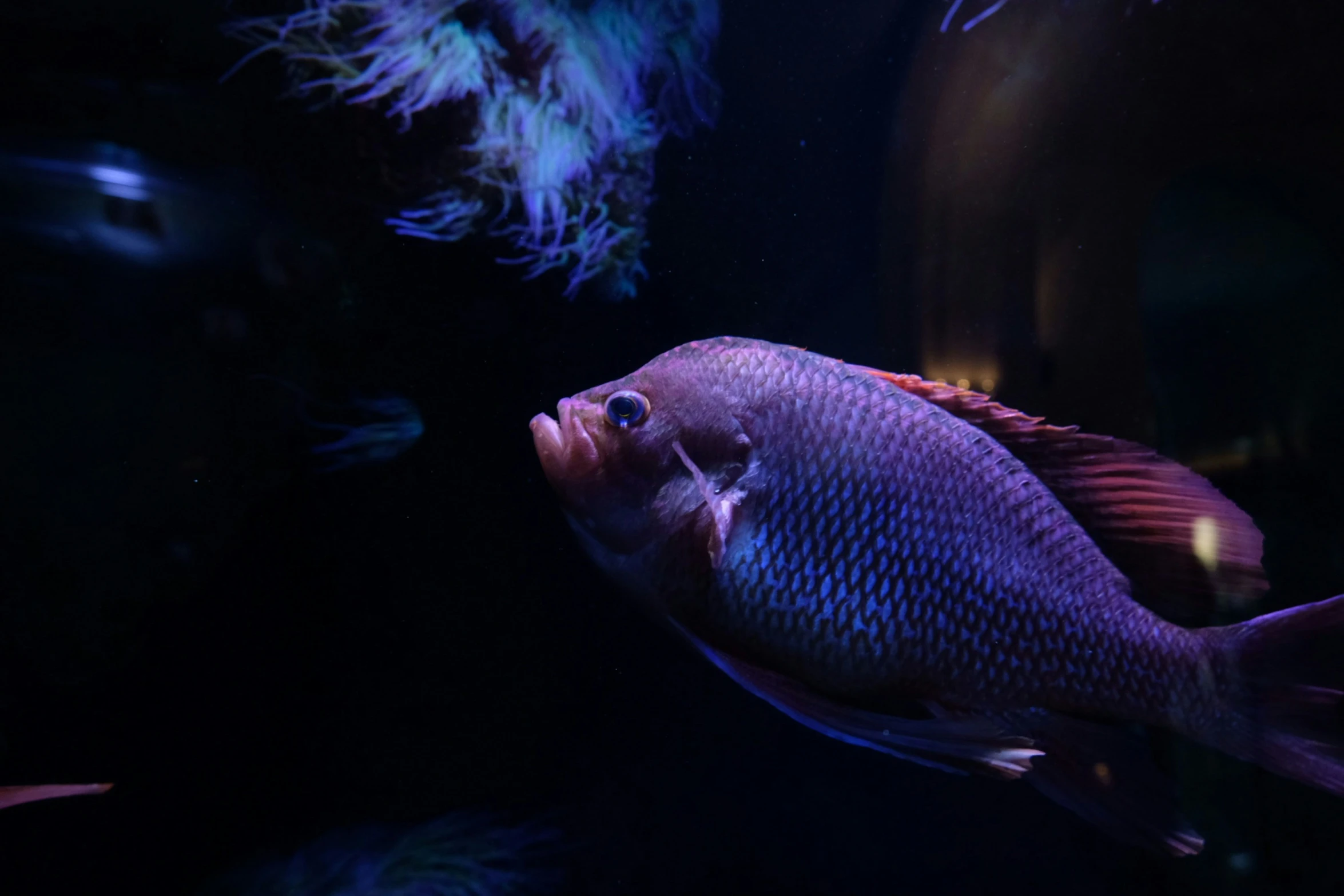 a blue fish with orange fins in its tank