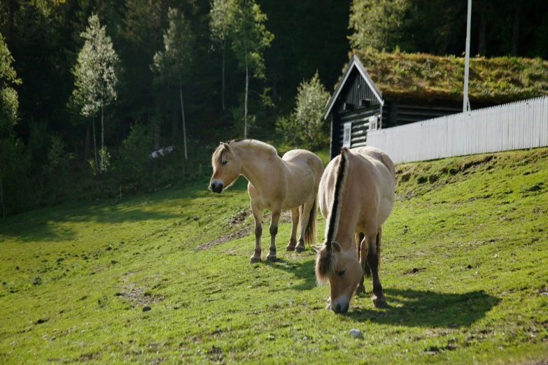 two horses are grazing on the grass in front of a cabin