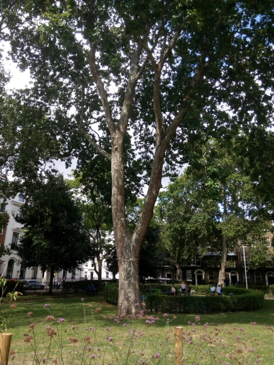 a very big pretty tree in a big grassy park