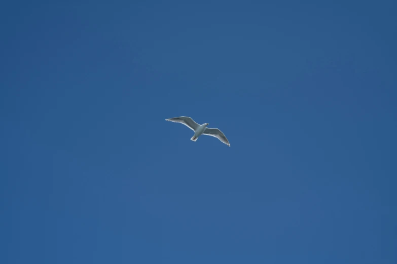 a bird is flying in the blue sky