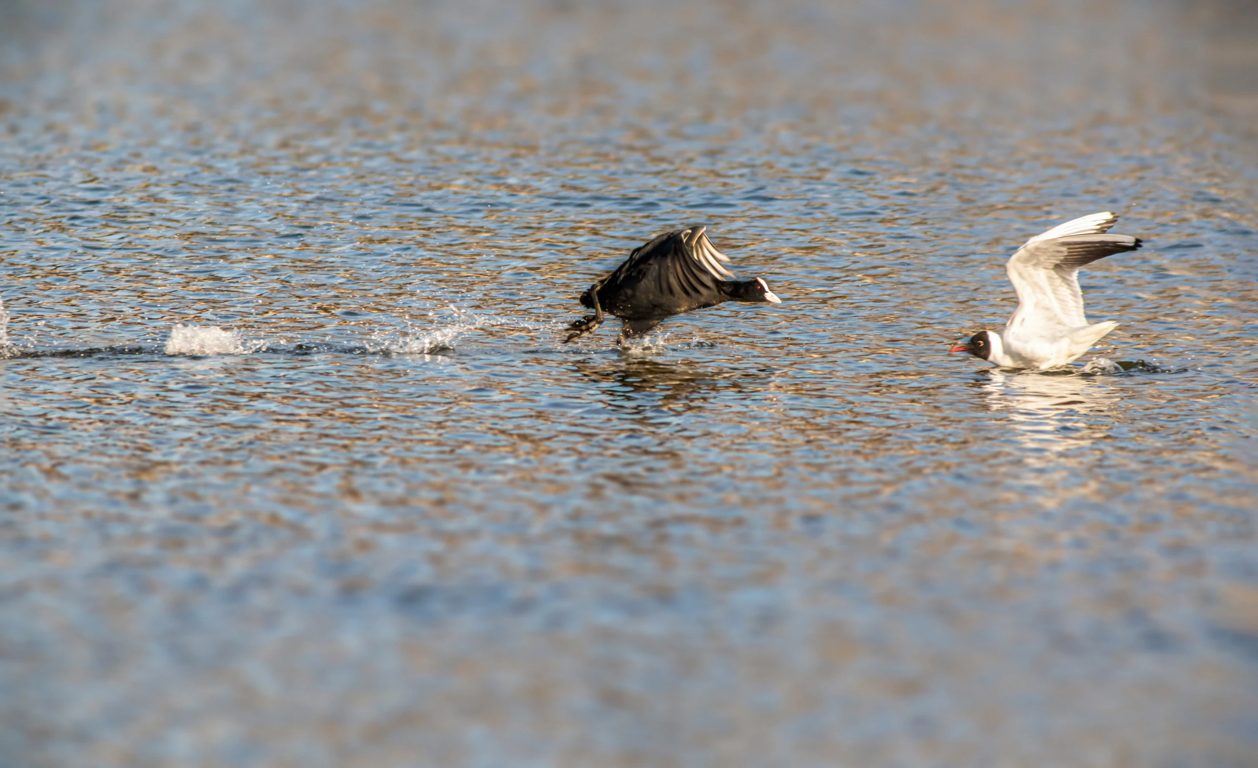 two birds flying over water near each other