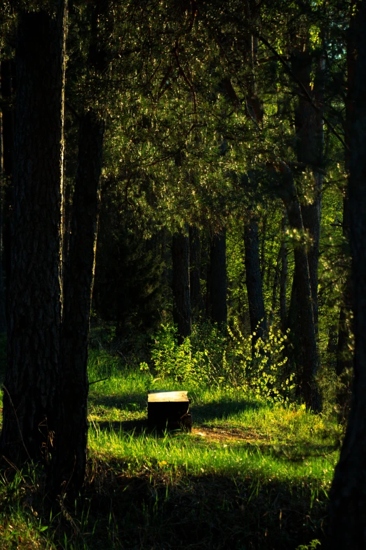 a wooded area with trees and a bench in the foreground