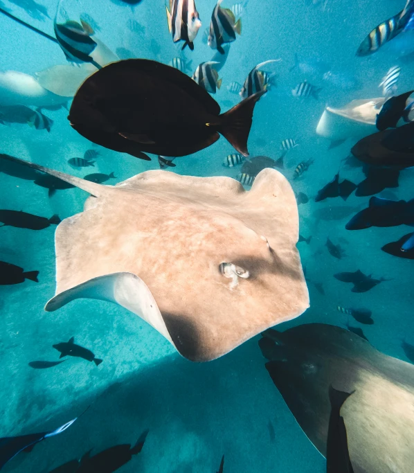 fish swimming together around a huge sting ray in the ocean