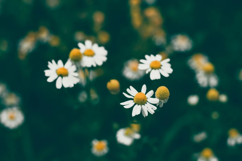 some white and yellow flowers are close together