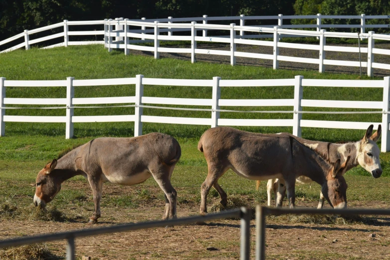 two donkeys eating grass by a fence in a field