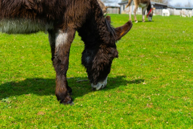 a llama is eating grass in an enclosure