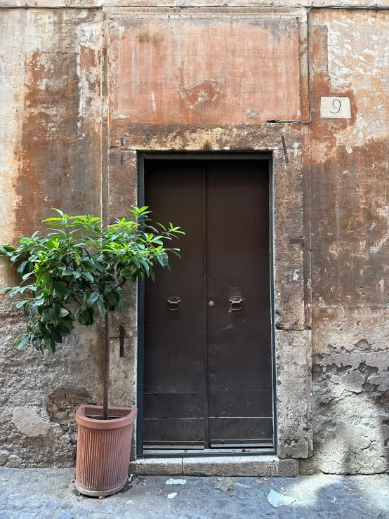 a tree and potted plant outside a door on the side of a building