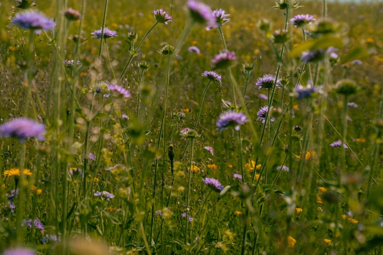 a view of some very pretty purple flowers