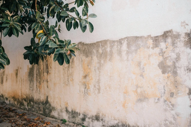 a wall with leaves leaning up against it and the paint peeling off