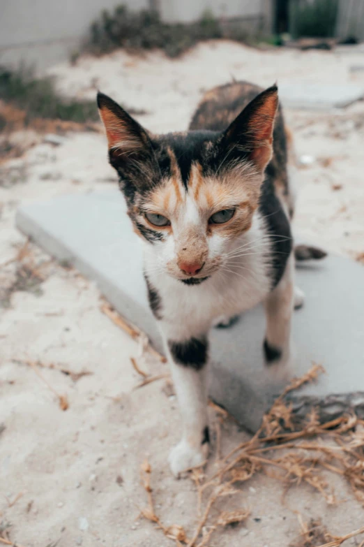 a small kitten looks into the camera from it's side