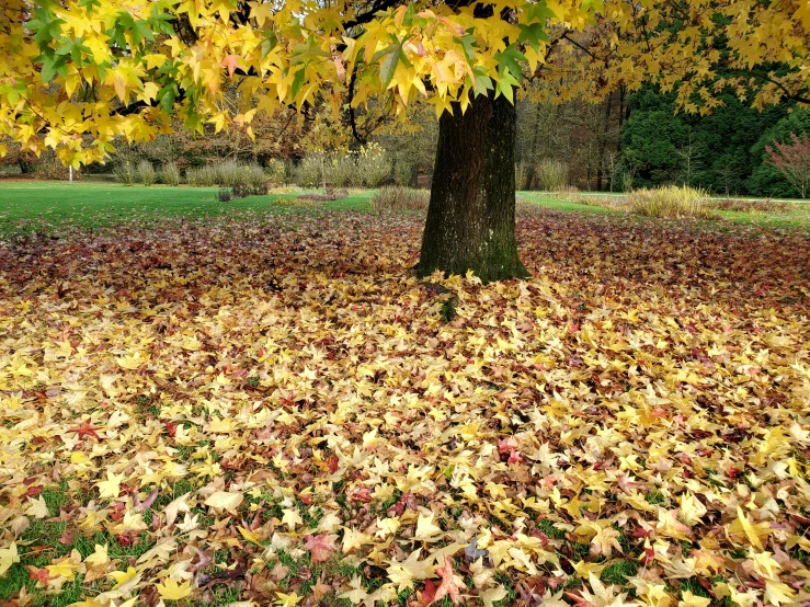 the autumn leaves cover the ground and a lone tree