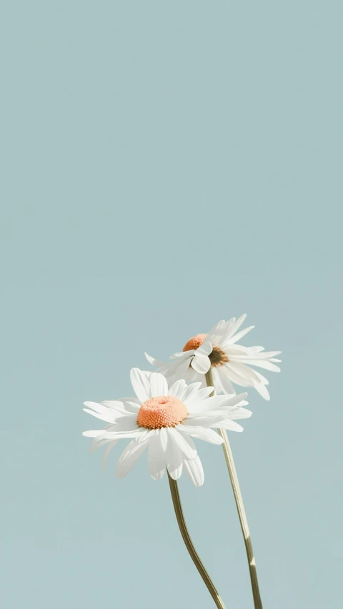 daisies in a vase with sky background