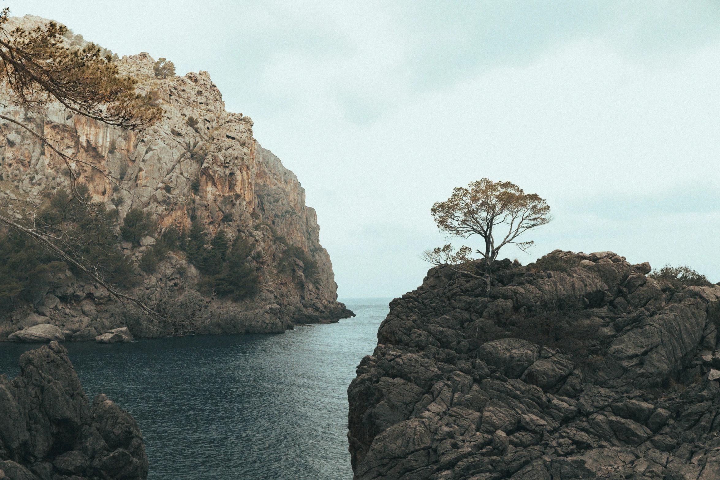 a lone tree on top of the rock