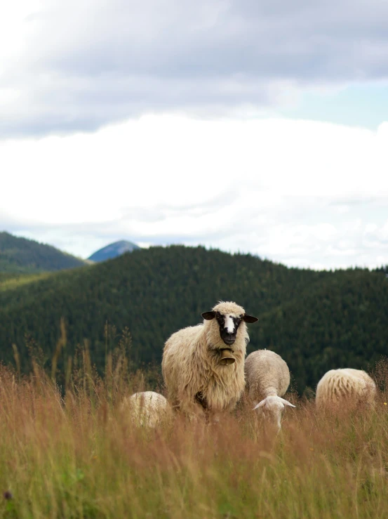 three sheep standing around together on a grass covered field