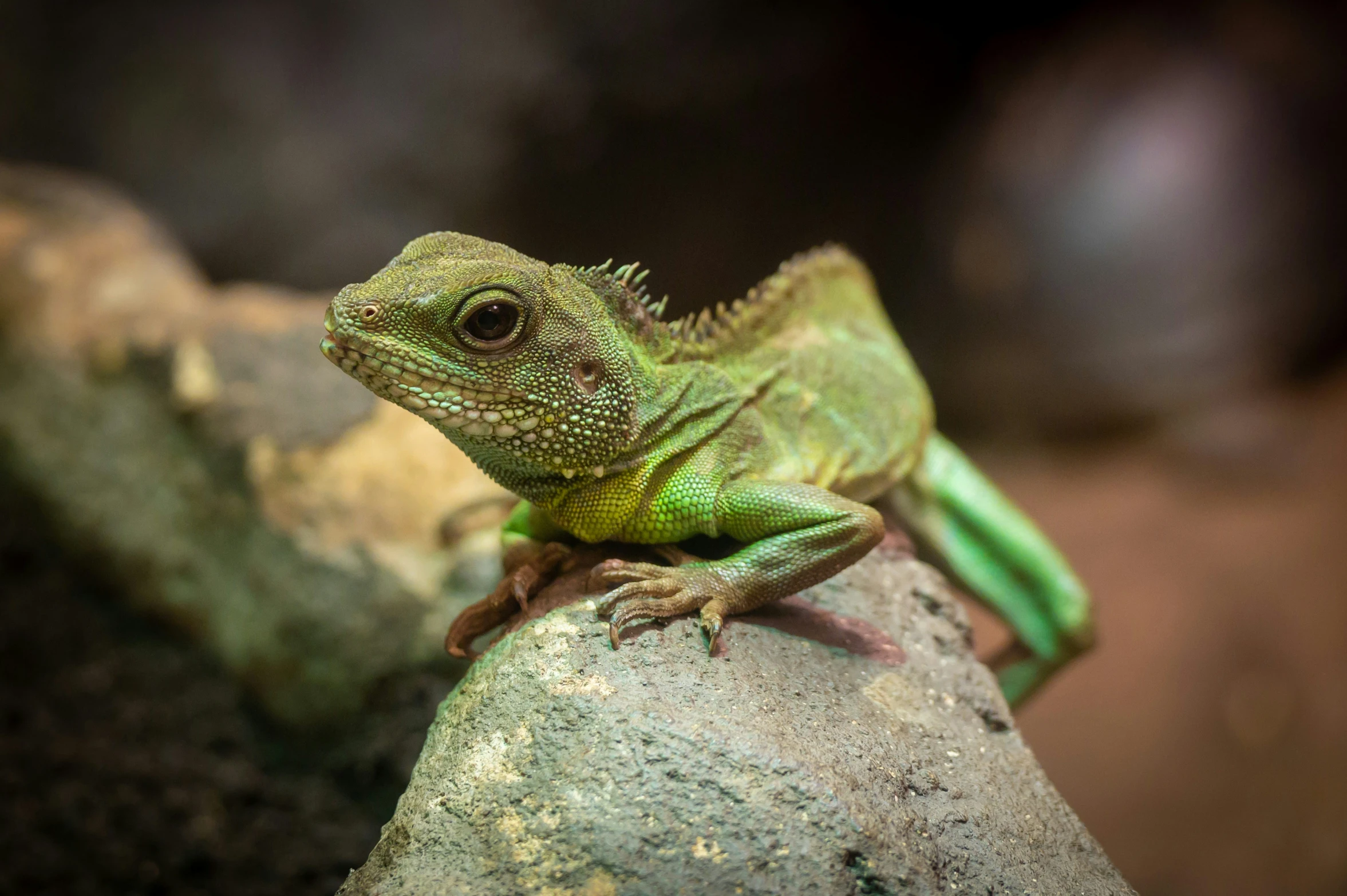 an lizard is sitting on top of a rock