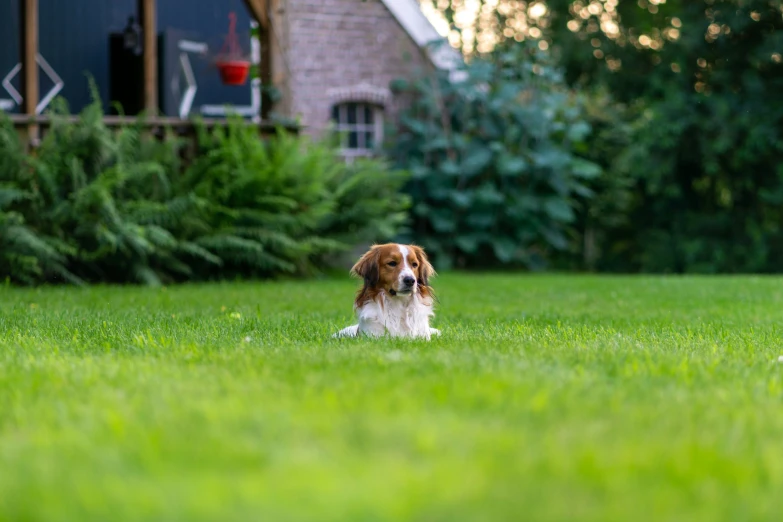 a dog laying on top of a grass field