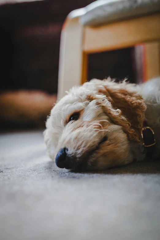 the dog is resting in the room on the floor