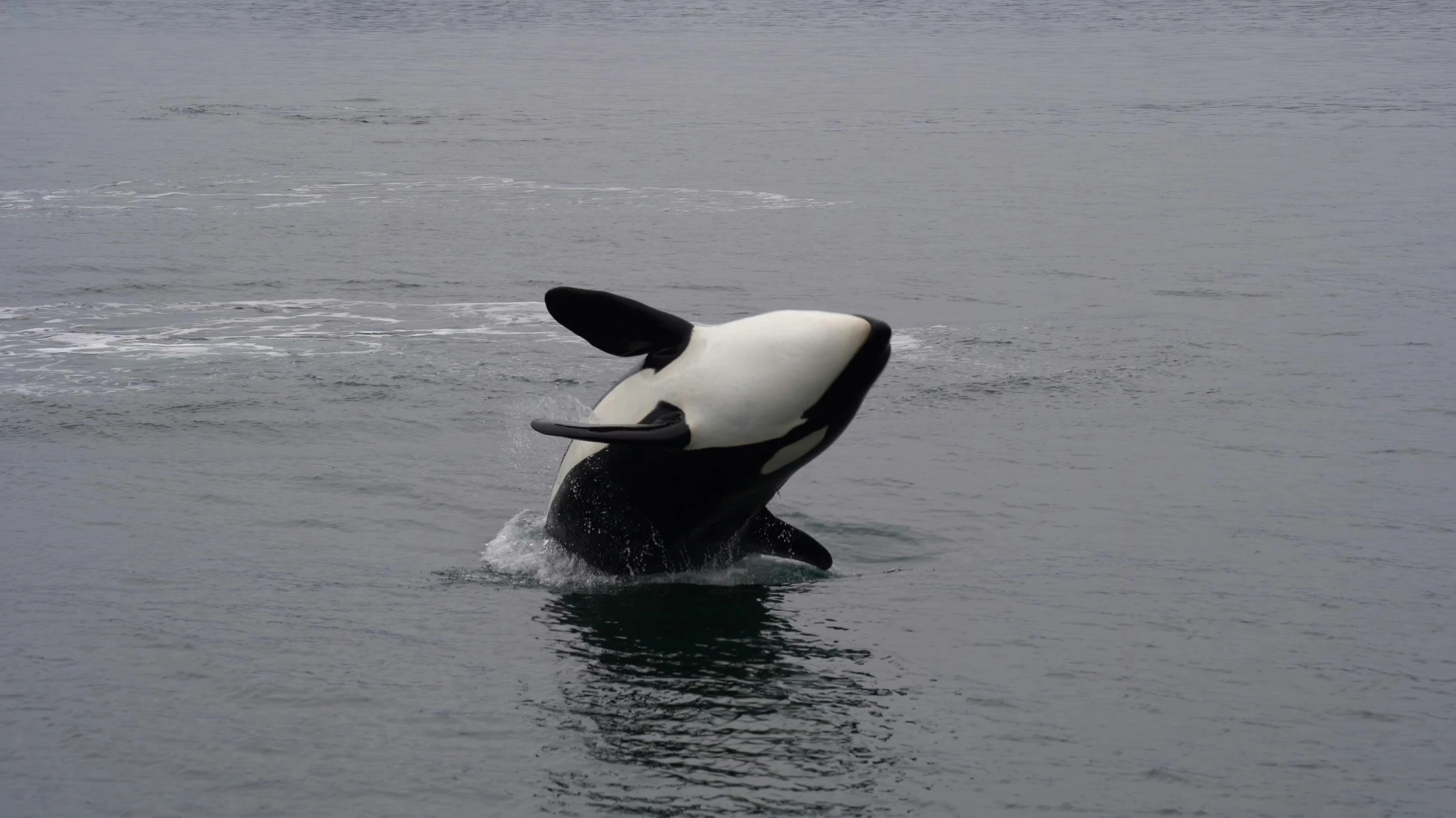 an orca whale diving out of the water