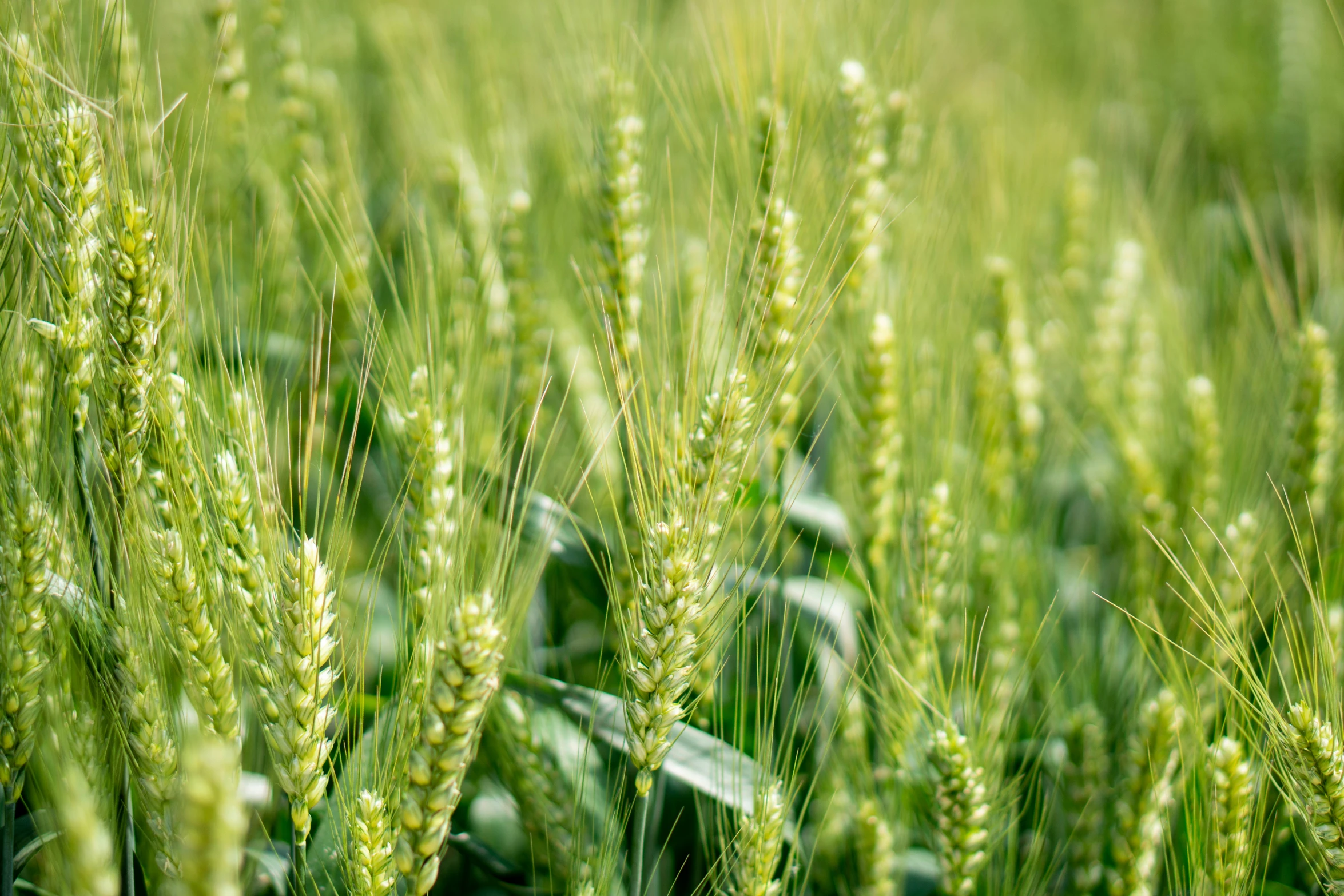 a view of a field with some kind of plants