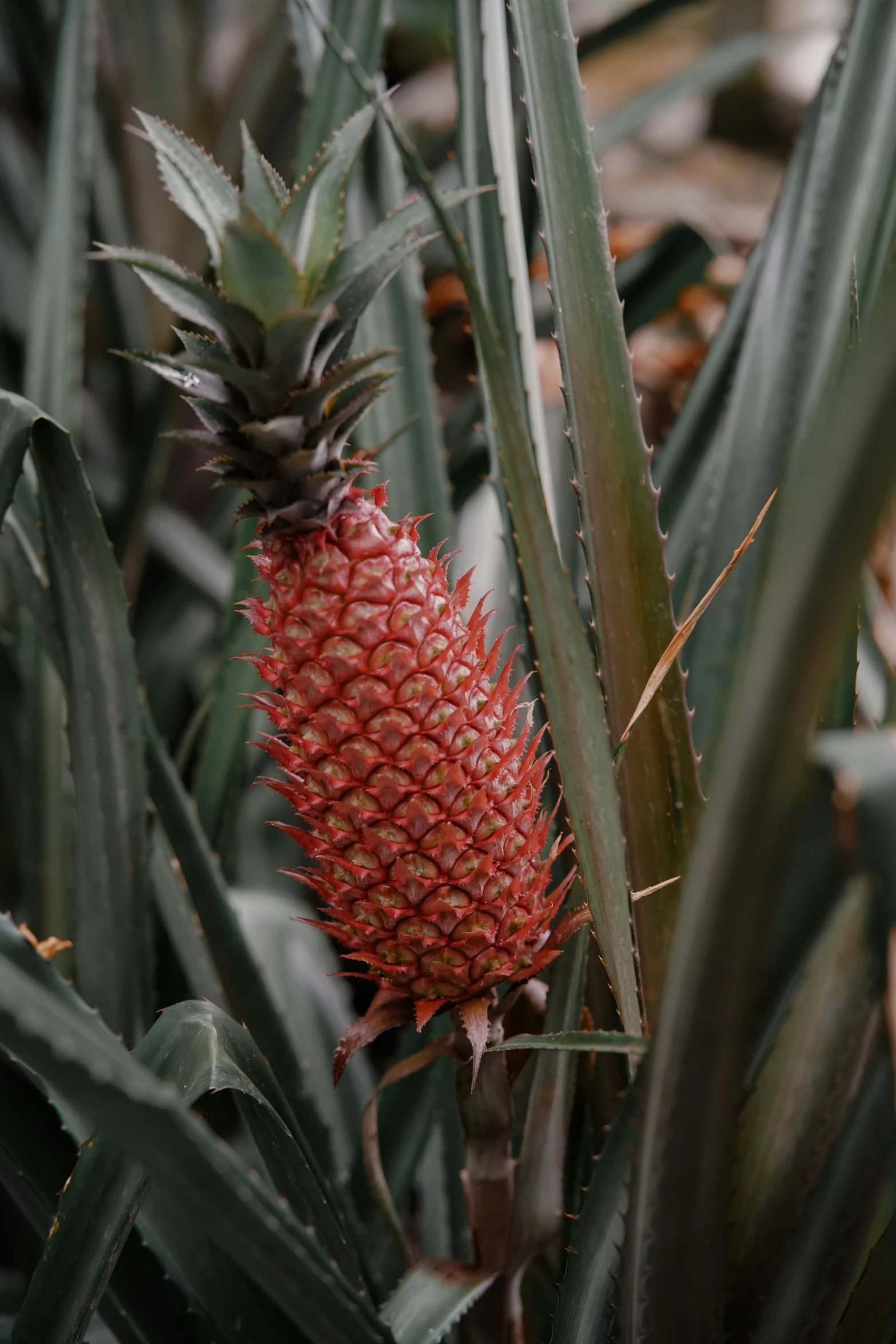 a close up of a fruit plant growing in a field